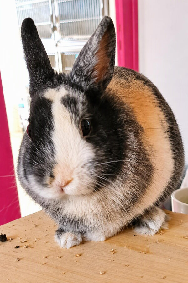 MAKO à l'adoption - SPA La Rochelle
