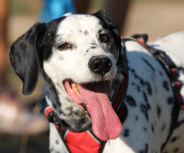 MAKO à l'adoption - SPA La Rochelle