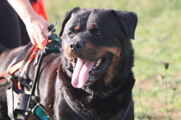 olfi3 Adopter un chien à La Rochelle