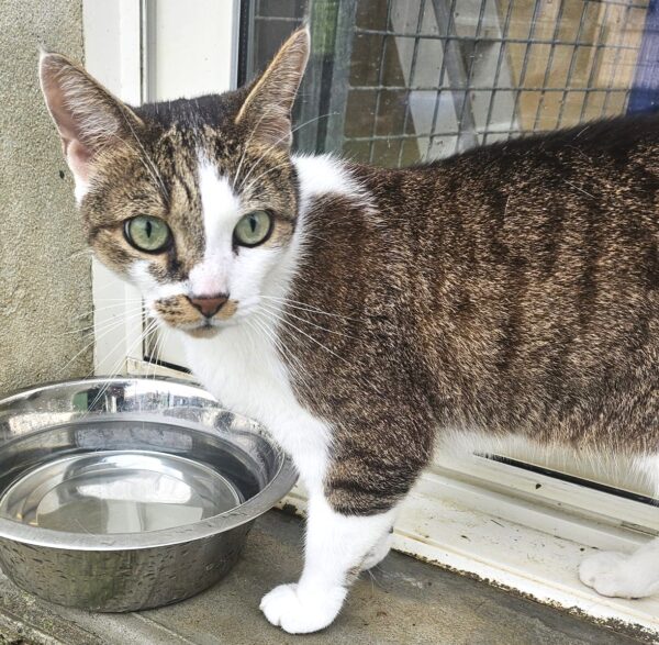 MAKO à l'adoption - SPA La Rochelle