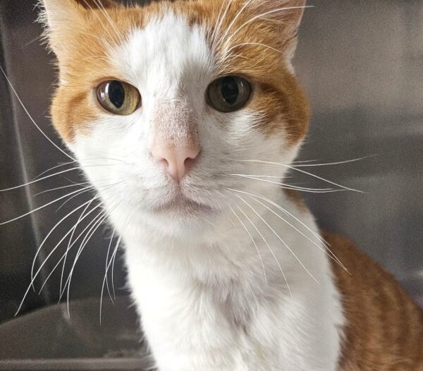 MAKO à l'adoption - SPA La Rochelle